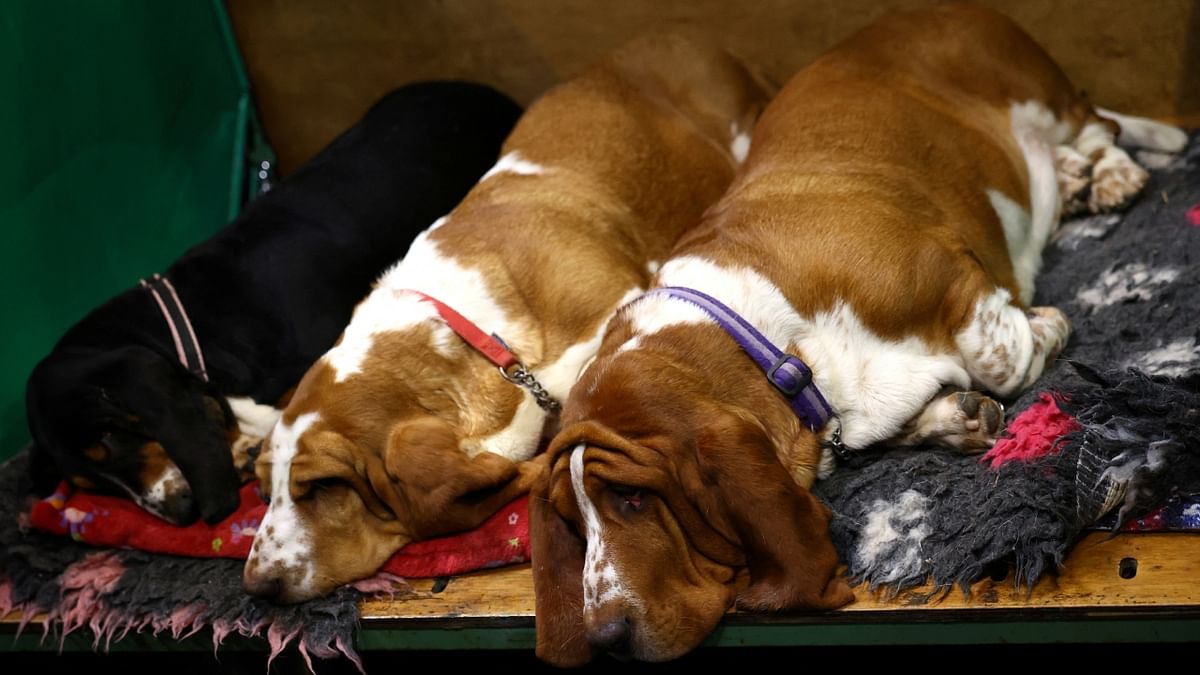 This time round, the invasion of Ukraine hangs over the four-day event, after organisers The Kennel Club banned the attendance of Russian owners and their dogs. Credit: Reuters Photo