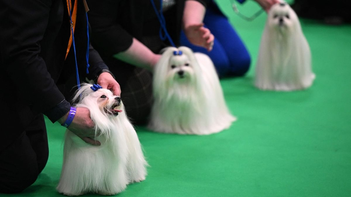 The Kennel Club's decision affects about 30 Russian owners and breeders and 51 dogs that had been due to participate in the show, which was first held in 1891. Credit: AFP Photo