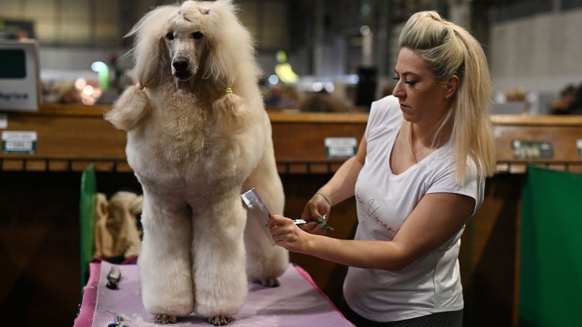 A woman grooms a Standard Poodle dog on the final day of the Crufts dog show at the National Exhibition Centre in Birmingham, central England. Credit: AFP Photo