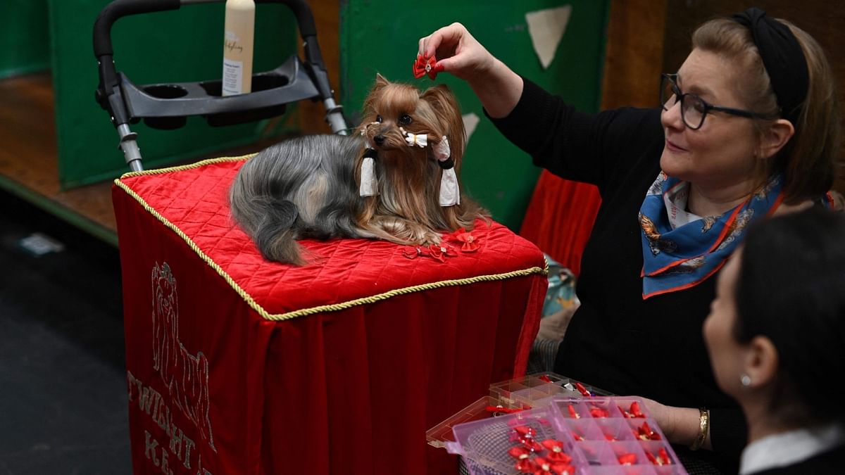 Women discuss accessories for a Yorkshire Terrier dog on the final day of the Crufts dog show at the National Exhibition Centre in Birmingham. Credit: AFP Photo