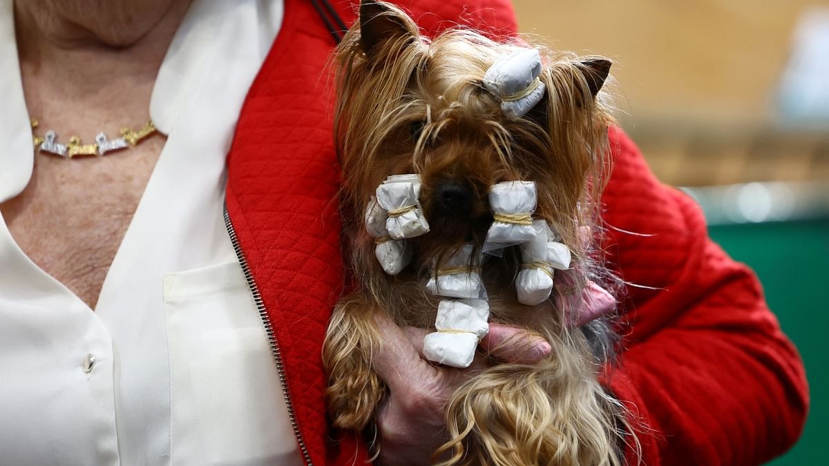 A dog owner prepares her Yorkshire Terrier for competing on the fourth day at the Crufts dog show in Birmingham, Britain. Credit: PTI Photo