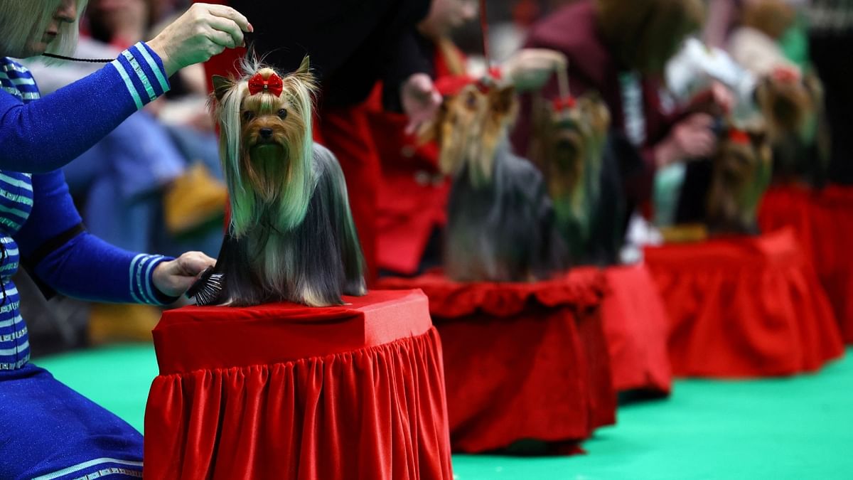 Crufts 2023 | Pics from the World's Greatest Dog show in Britain