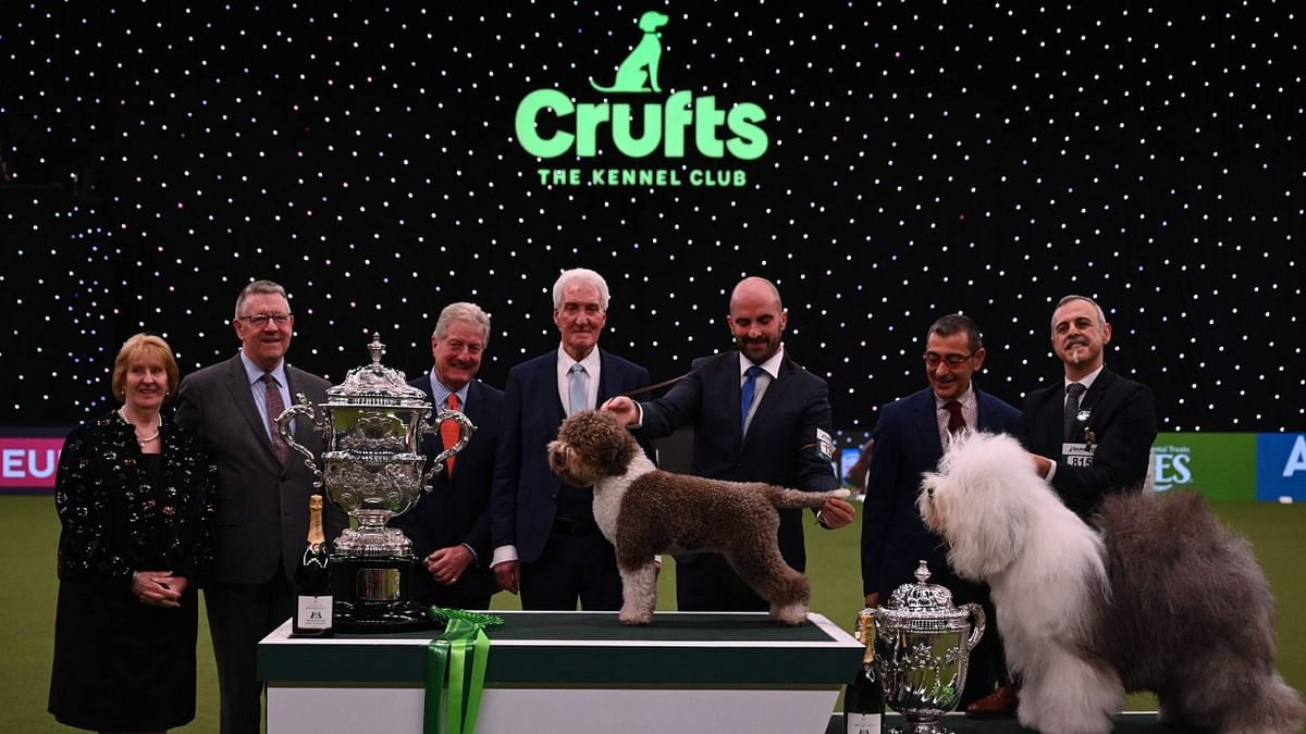 Winner of Best in Show, the Lagotto Romagnolo and runner-up the Old English Sheepdog pose for photographs with the judges and handlers during the trophy presentation ceremony of the Crufts dog show at the National Exhibition Centre in Birmingham, England. Credit: AFP Photo