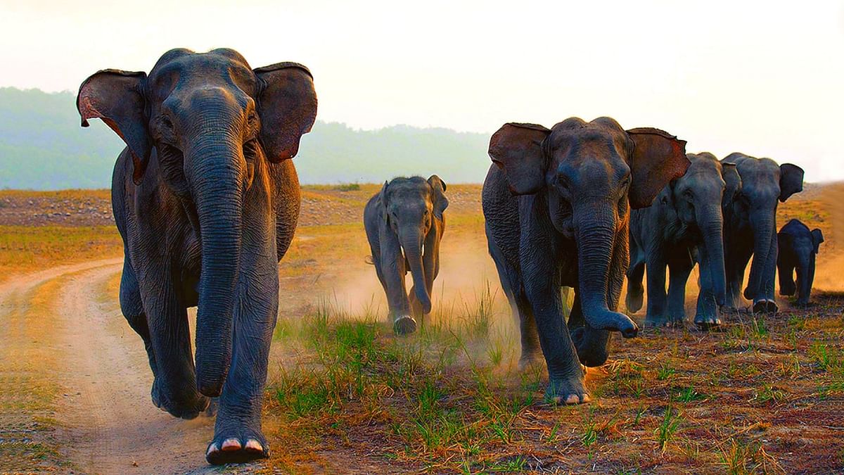 Elephants sleep less than any other animal in the World. Credit: Getty Images