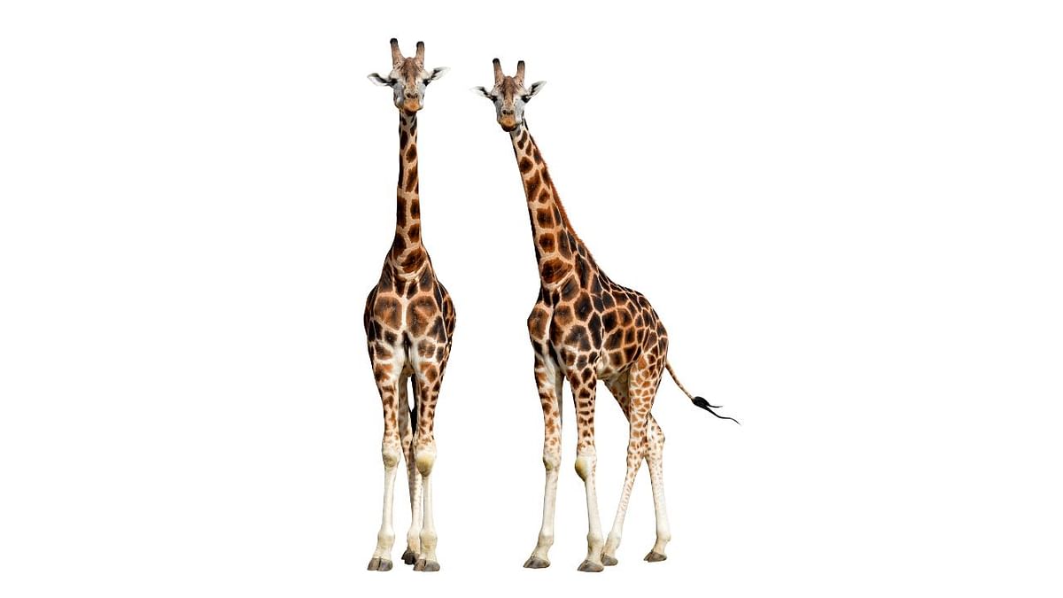 A giraffe only needs 1.9 hours of sleep a day, whereas a brown bat needs 19.9 hours a day. Credit: Getty Images