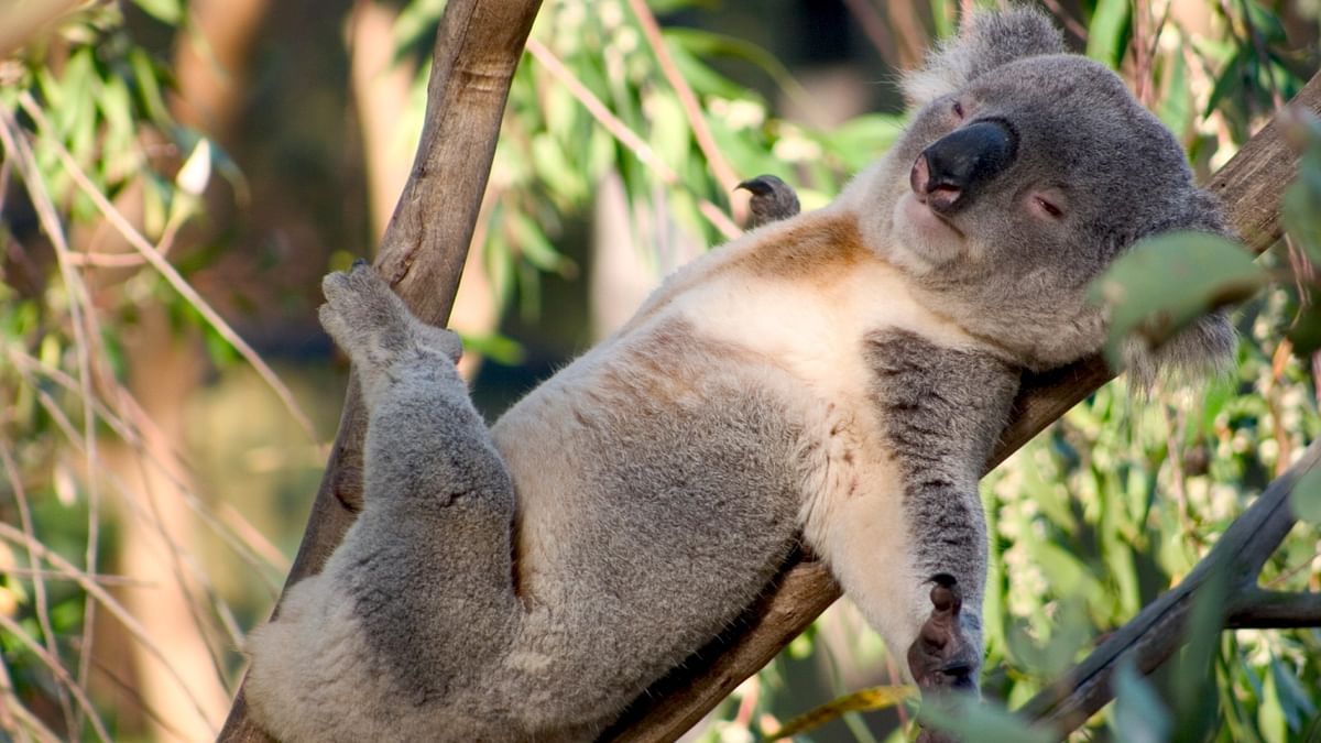 The sleepiest animal in the world is koala. It spends about 18-22 hours a day snoozing. Credit: Getty Images