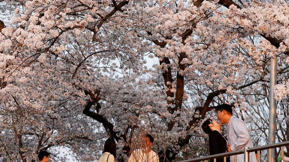 Trails across Seoul’s mountains were packed weekends as temperatures climbed to 70 degrees and cherry blossoms that dot the city were near their peak. Credit: Reuters Photo
