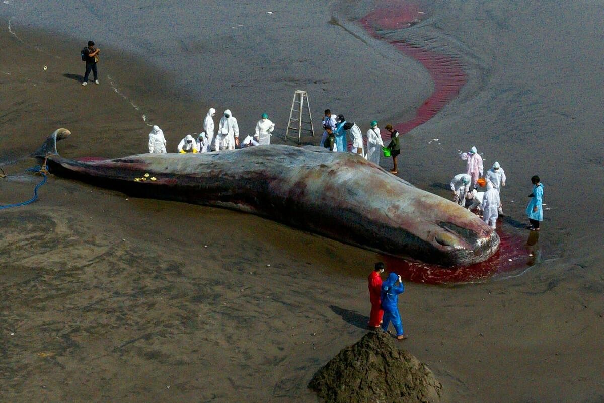 This aerial photo shows a veterinarian team conducting an examination on a dead sperm whale on the Yeh Leh beach in Jembrana, Bali. Credit: AFP