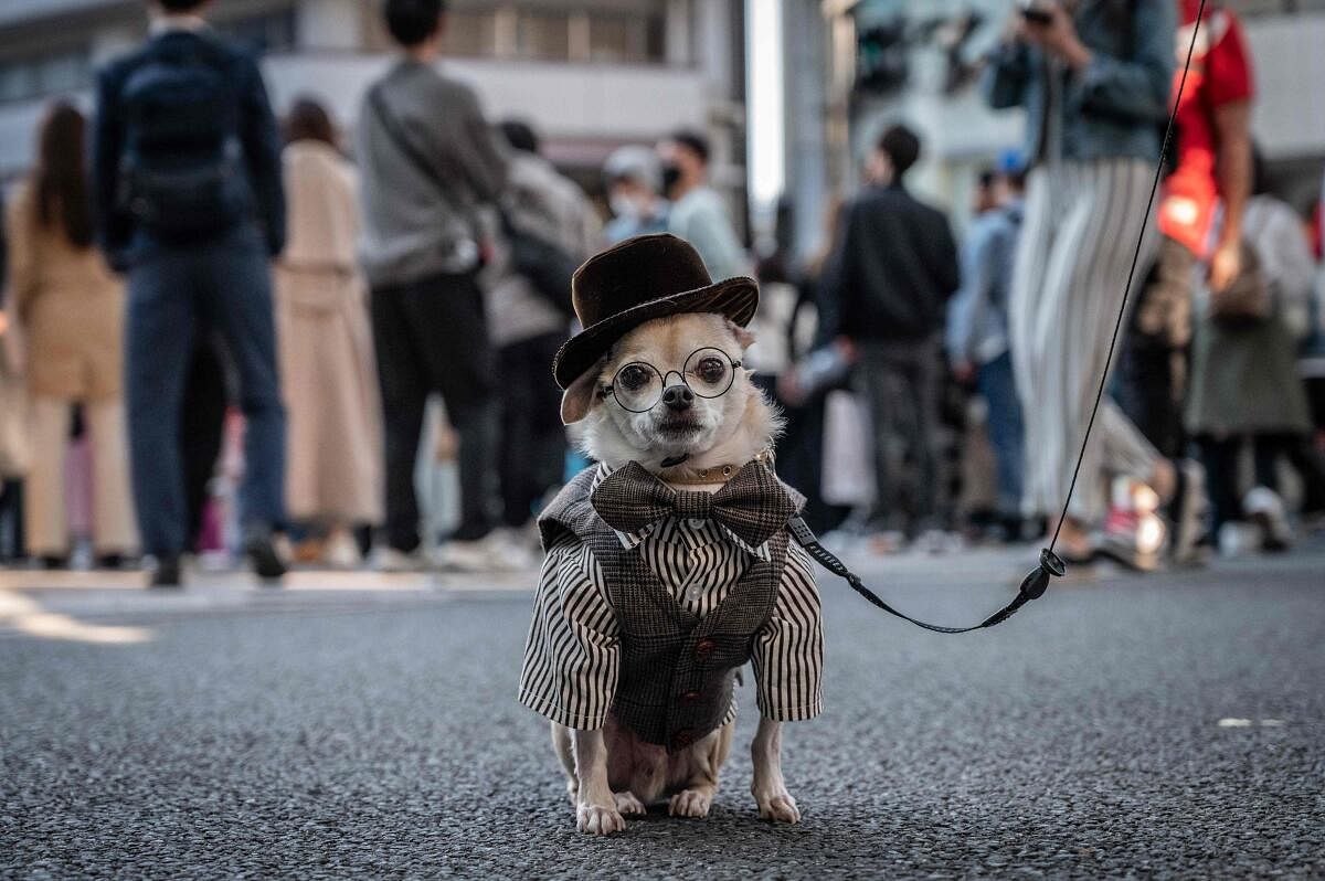 A dog wearing costume is seen in Tokyo. Credit: AFP