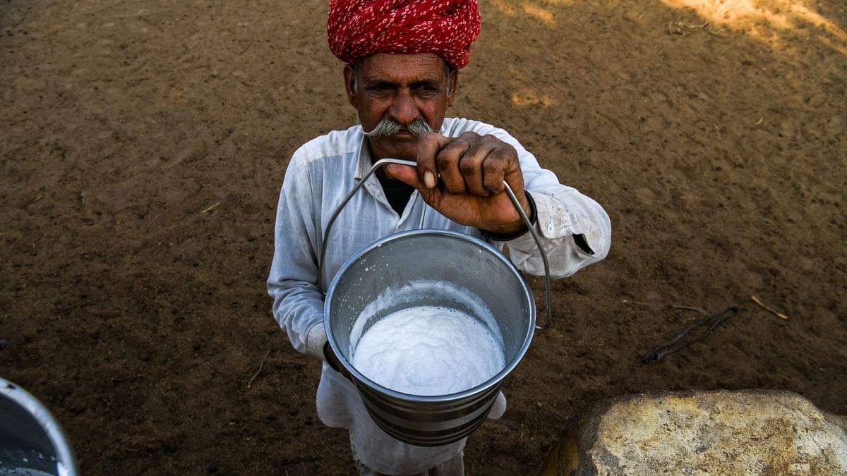 The report also found that the output of exotic/crossbred cattle increased by 6.16 per cent, whereas the output of indigenous cattle increased by 6.13 per cent in 2021-22 compared to the previous year. Credit: AFP File Photo