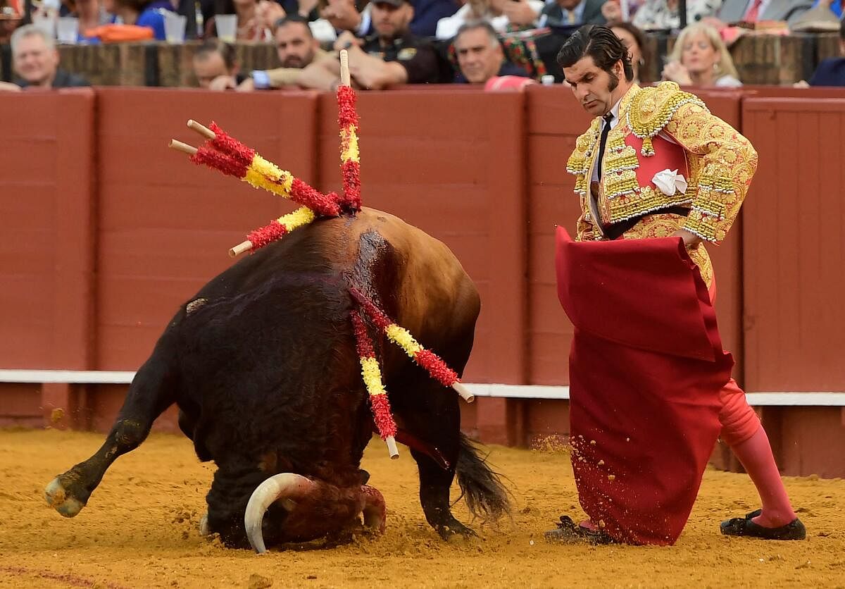 Spanish bullfighter Morante de la Puebla performs a pass on a bull with a muleta at La Maestranza bullring in Seville. Credit: AFP Photo