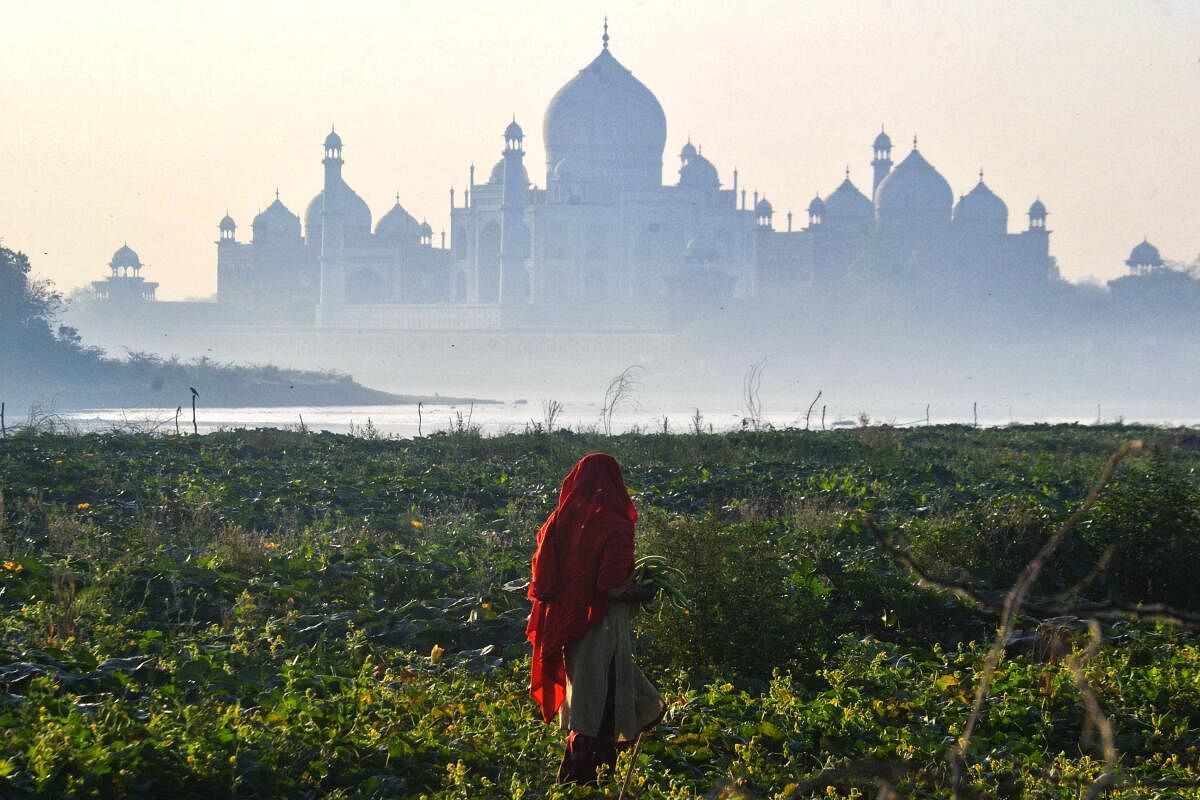 A woman plucks cucumbers along the banks of river Yamuna behind the Taj Mahal in Agra. Credit: AFP Photo
