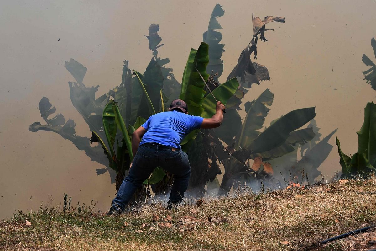A peasant tries to save a banana tree during a fire in La Montañita. Credit: AFP Photo