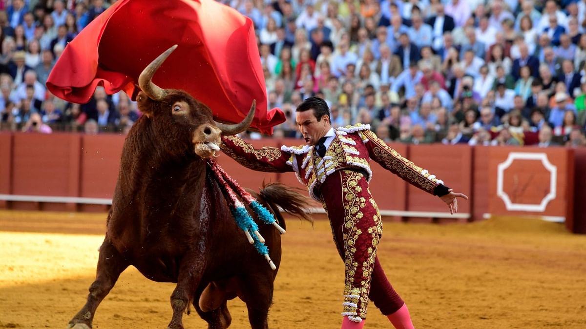 Spanish bullfighter Jose Maria Manzanares performs a pass on a bull with a muleta during a bullfight at La Maestranza bullring in Seville. Credit: AFP Photo