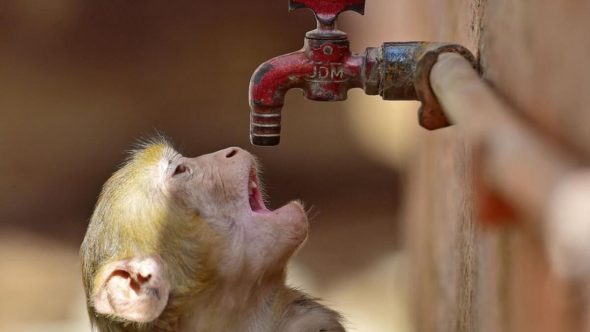 A monkey tries to quenche its thirst from a water tap on a hot summer day in Prayagraj on May 20, 2023. Credit: AFP Photo