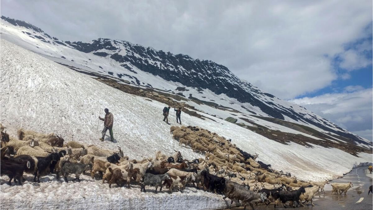 Herders with their herd cross snow covered Rohtang Pass, in Manali district, Monday, June 19, 2023. Credit: PTI Photo