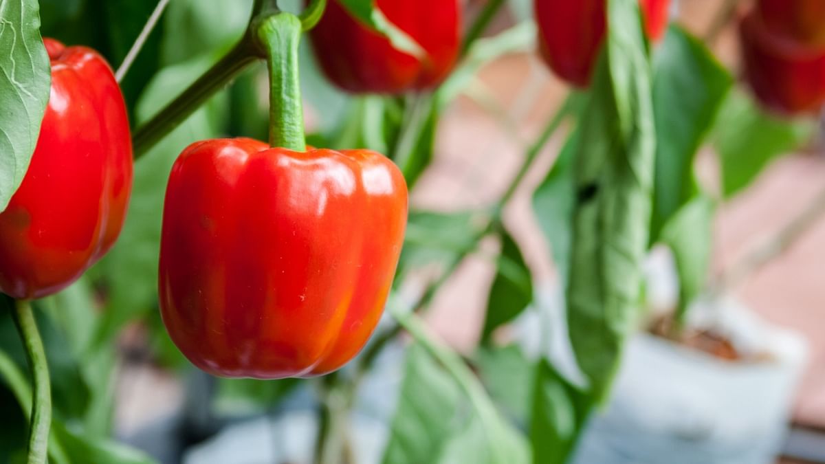 While capsicum or bell peppers can't substitute the taste of tomatoes, they can be used to add the red colour to dishes. Credit: iStock