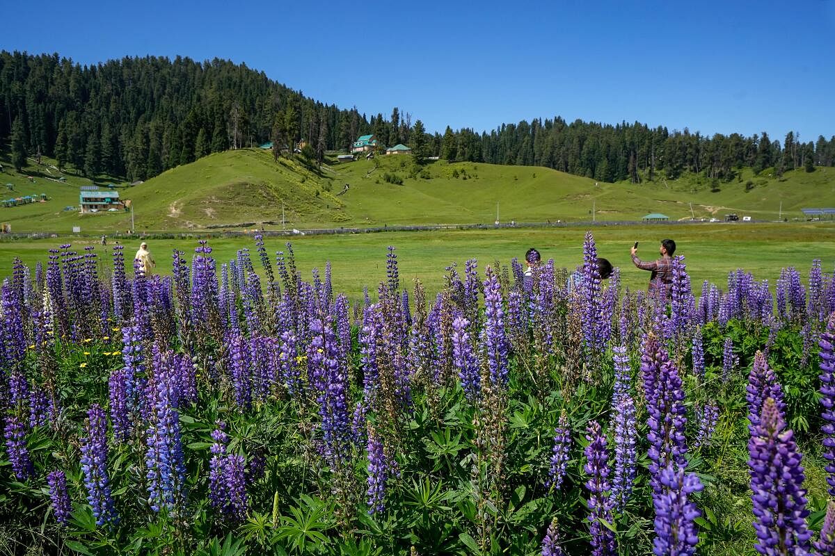 Visitors at a Lupinus flower garden near the famous ski resort of Gulmarg, in Baramulla district of North Kashmir. Credit: PTI