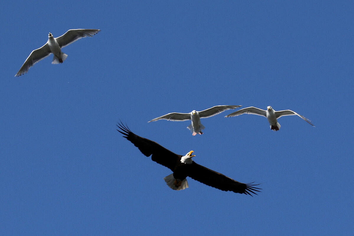 Seagulls chase a bald eagle from their nesting areas in the West End next to Stanley Park in Vancouver, British Columbia. credit: reuters Photo