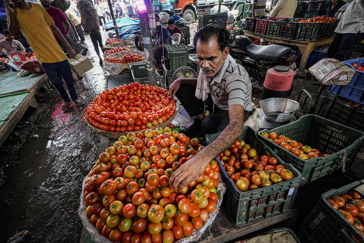A vendor sorts tomatoes at Azadpur Mandi, in New Delhi, Wednesday, July 12, 2023. Tomato prices are soaring across the country. Credit: PTI Photo
