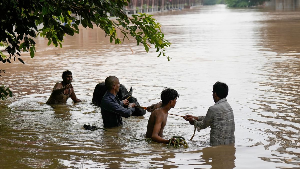 A man rescues a cow from the flooded area near Old Railway Bridge in New Delhi. Credit: PTI Photo