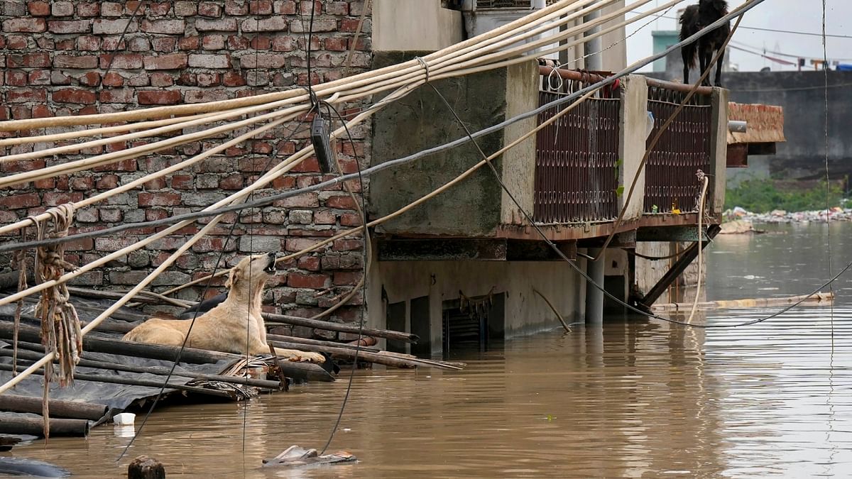 Dogs wait to get rescued at the flood-affected Old Usmanpur village in New Delhi. Credit: PTI Photo