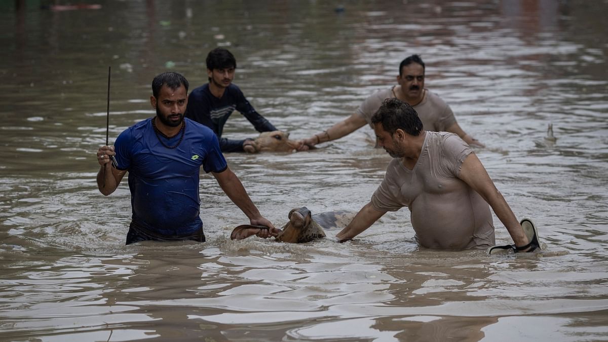 People rescue cows from a flooded locality after a rise in the water level of river Yamuna due to heavy monsoon rains in New Delhi. Credit: PTI Photo