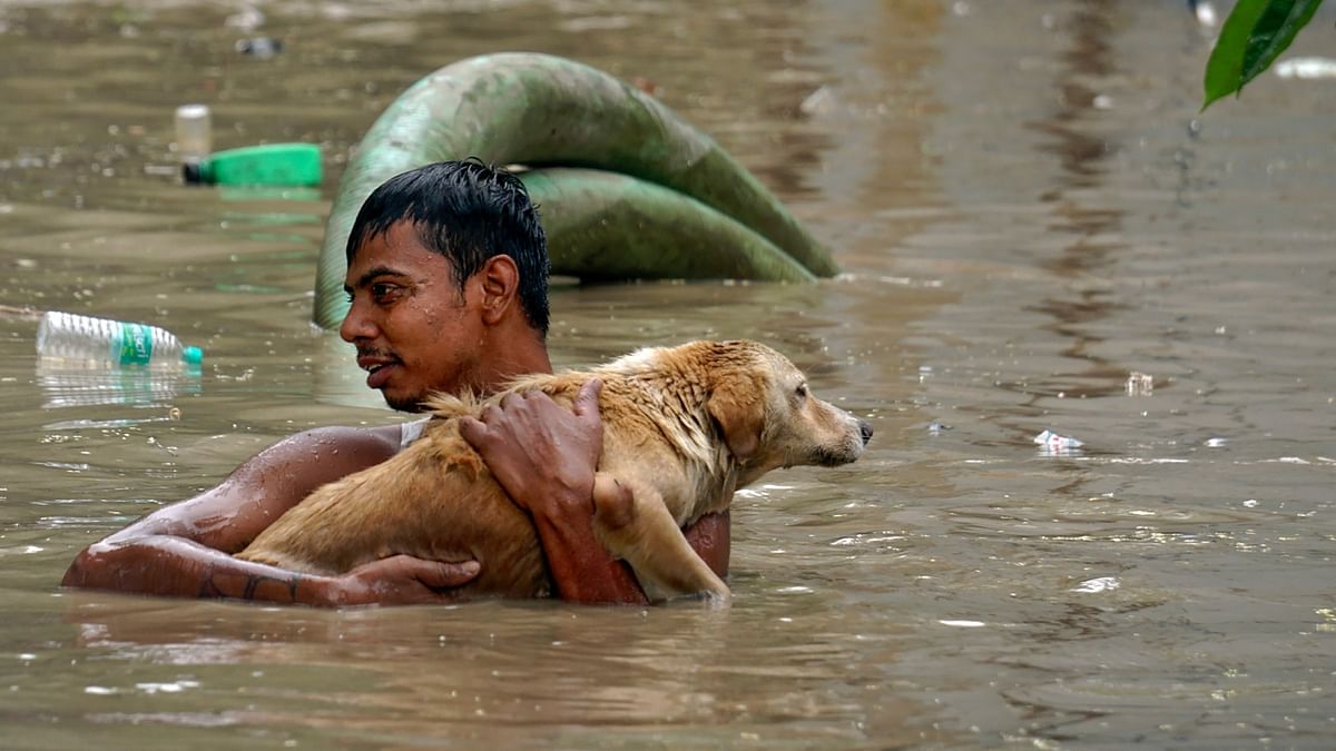 A man rescues a dog as he walks through a flooded area in New Delhi. Credit: PTI Photo