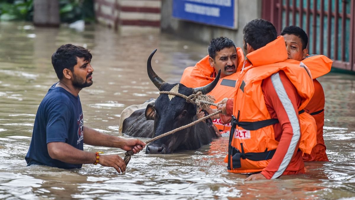 NDRF personnel rescues a livestock at the flood-hit Nigam Bodh Ghat as the swollen Yamuna river floods low-lying areas in New Delhi. Credit: Reuters Photo
