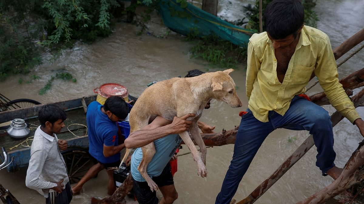A man carries a dog as he uses tree branches to climb on a flyover under construction as others wait after being displaced by the rising water level of river Yamuna in New Delhi. Credit: Reuters Photo