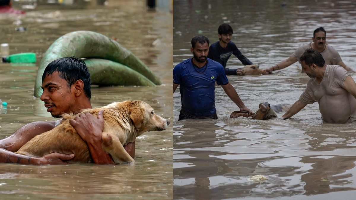 Amid the delgue in Delhi, people risk their lives to save stray animals