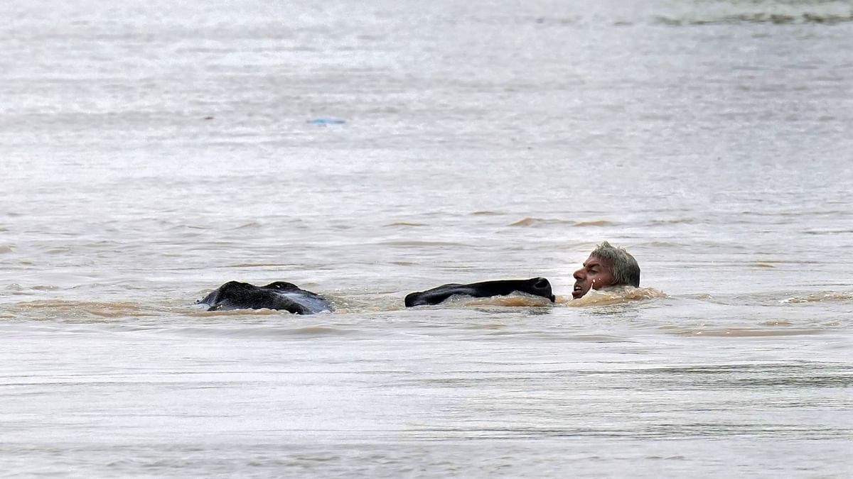 A resident rescues a cow from the flood-affected Old Usmanpur village in New Delhi. Credit: PTI Photo