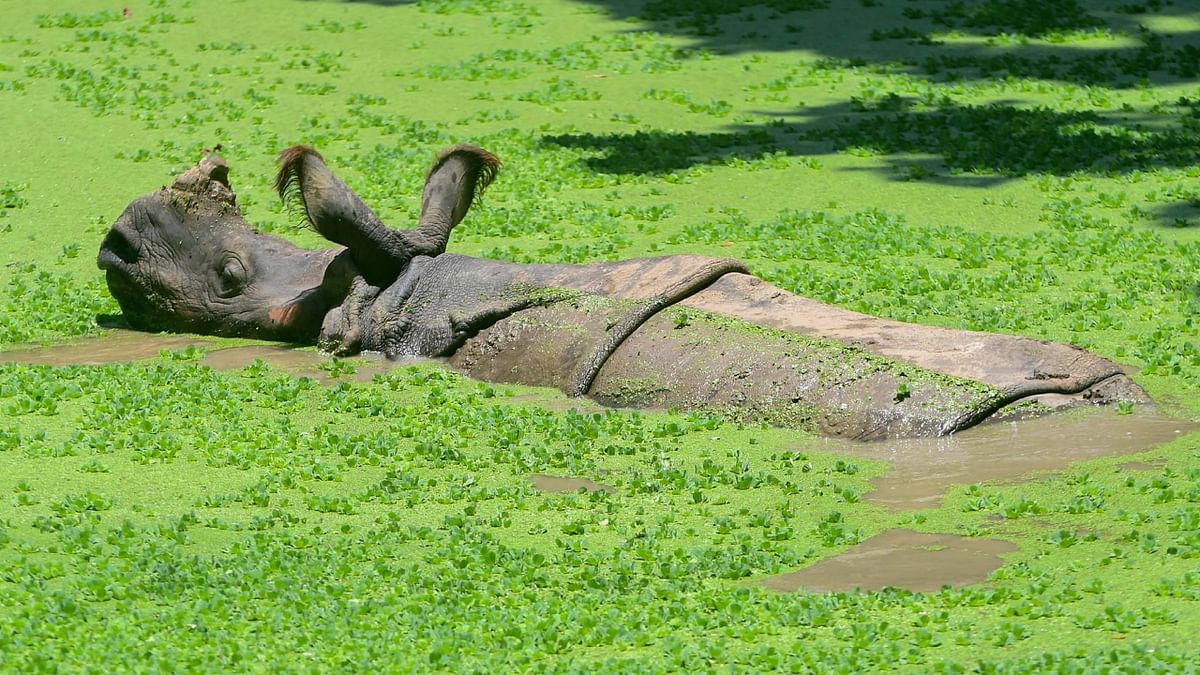 A one-horned rhino seen at the Assam State Zoo in Guwahati. Credit: PTI Photo