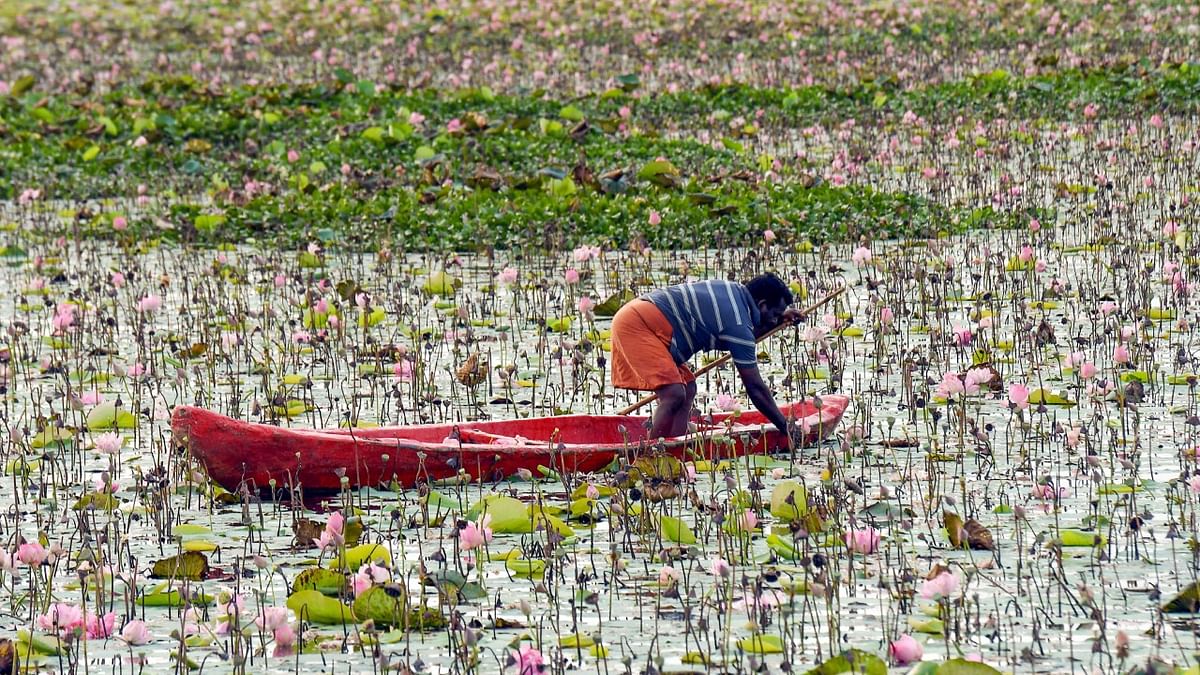 A labourer collects lotus flower at Vellayani lake, in Thiruvananthapuram. Credit: PTI Photo