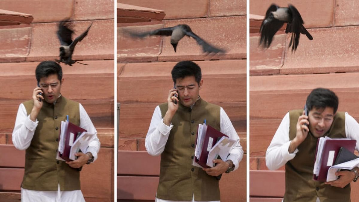 Combo photo of Aam Aadmi Party (AAP) MP Raghav Chadha as a crow brushes past him at Parliament House complex during the Monsoon session of Parliament, in New Delhi, Tuesday, July 25, 2023. PTI Photo