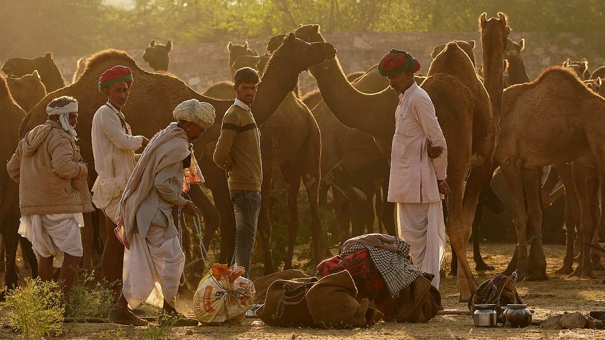 Organisers usually hold competitions for camel herders, which are a major attraction for tourists.