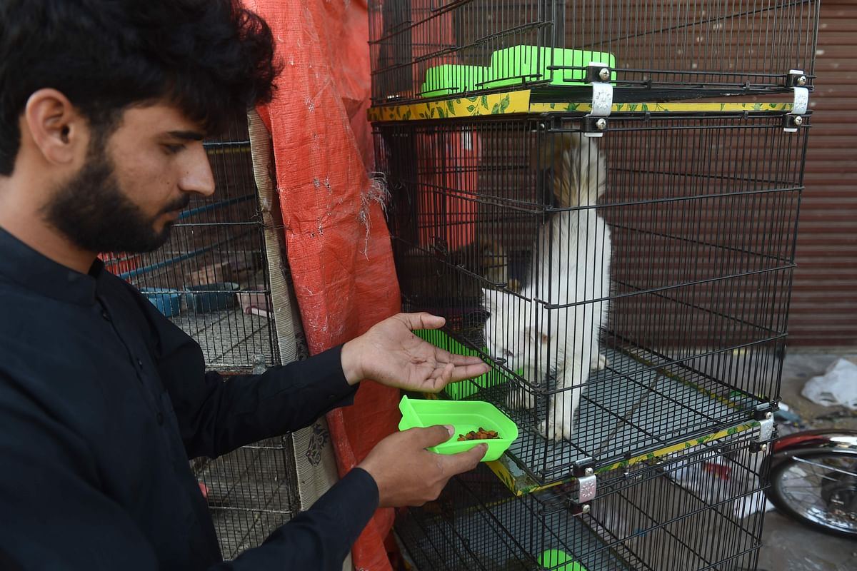 Vendor Asmat Khan feeds a cat outside his closed shop during a government-imposed nationwide lockdown in Karachi. (AFP)