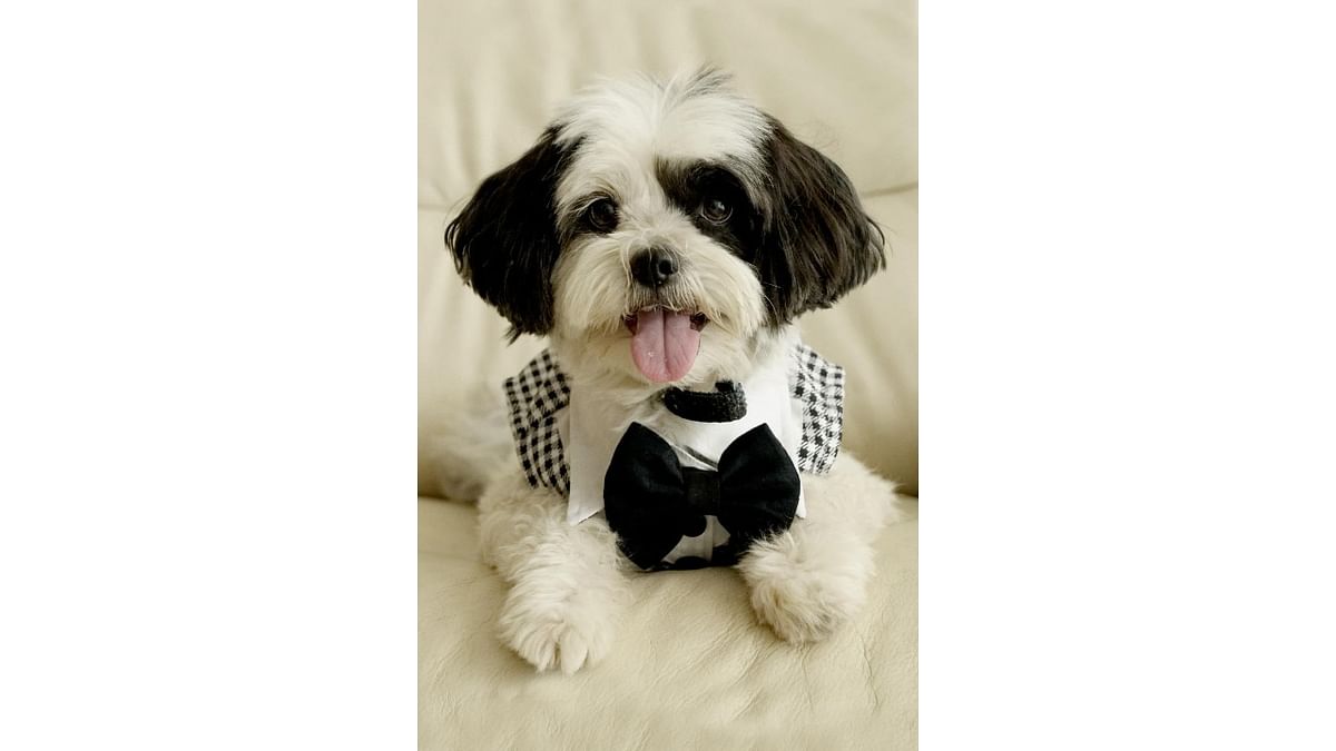 Hyderabad-based Dogobow offers scarves, shirts, bowties and bandanas for dogs. 