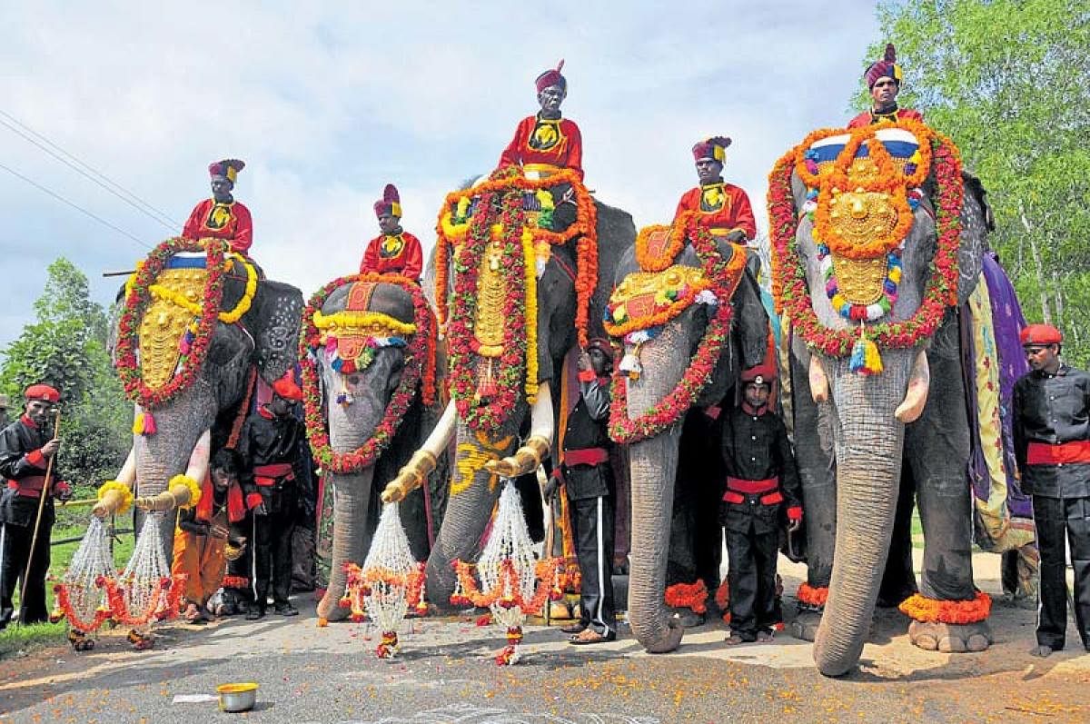 Dasara elephants led by Arjuna (centre) Balarama, Varalakshmi, Mary and Abhimanyu during Gajapayana at Nagapura, near Girijana Ashrama School in Hunsur taluk on Thursday.ಜಂಬು ಸವಾರಿ ದೃಶ್ಯ