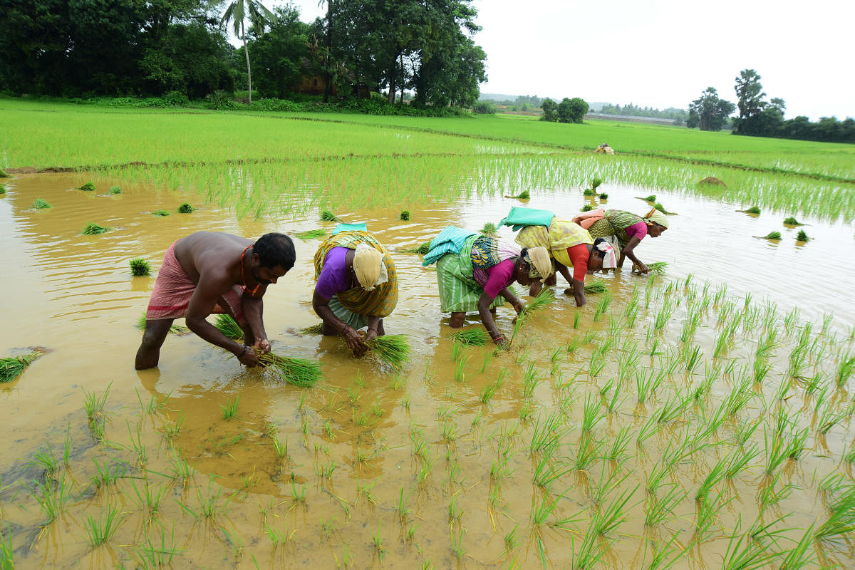 Workers transplant paddy seedlings in an agricultural field in Thokuru near Bajpe. DH Photo/Govindaraj Jawali