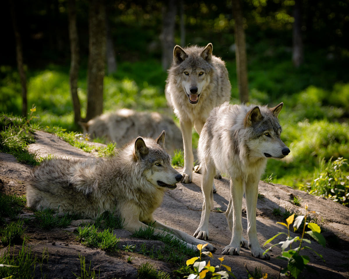 Pack of grey wolves. Getty images