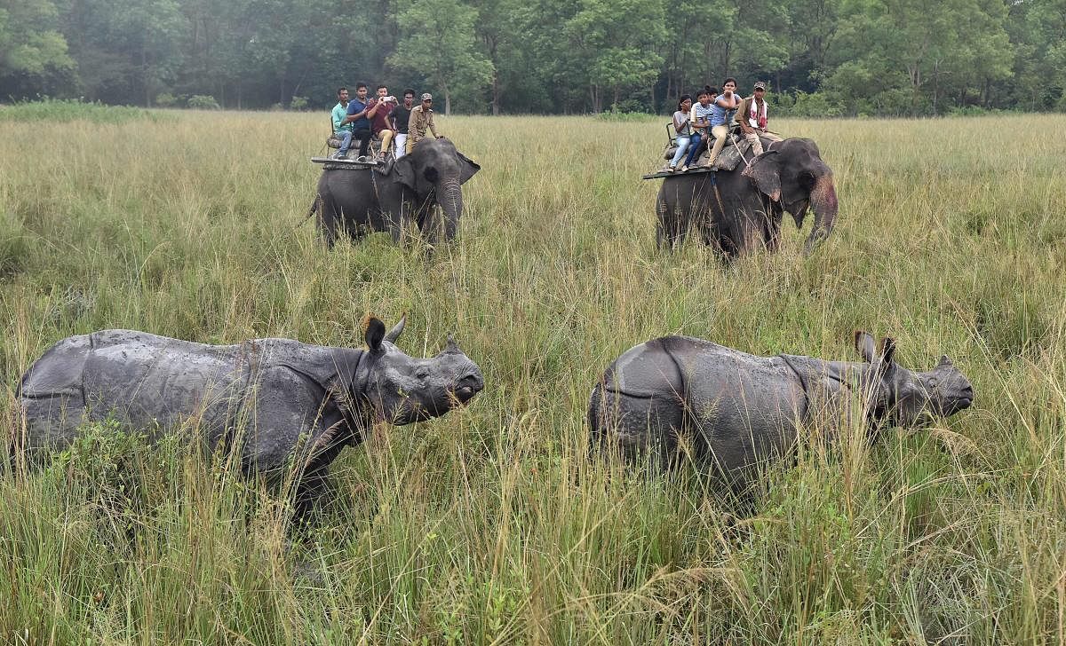 Indian one horn rhinoceroses at Pobitora wildlife sanctuary, some 55 kilometres east of Guwahati.