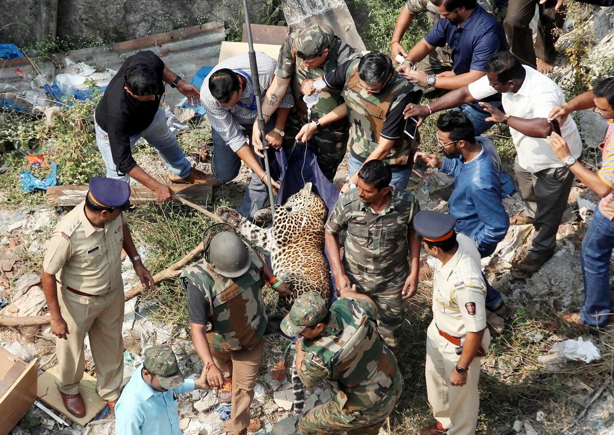 Forest officials rescued a leopard trapped inside a house in Nanepada area in Mumbai in 2018. The leopard had injured seven people in the house. Credit: PTI