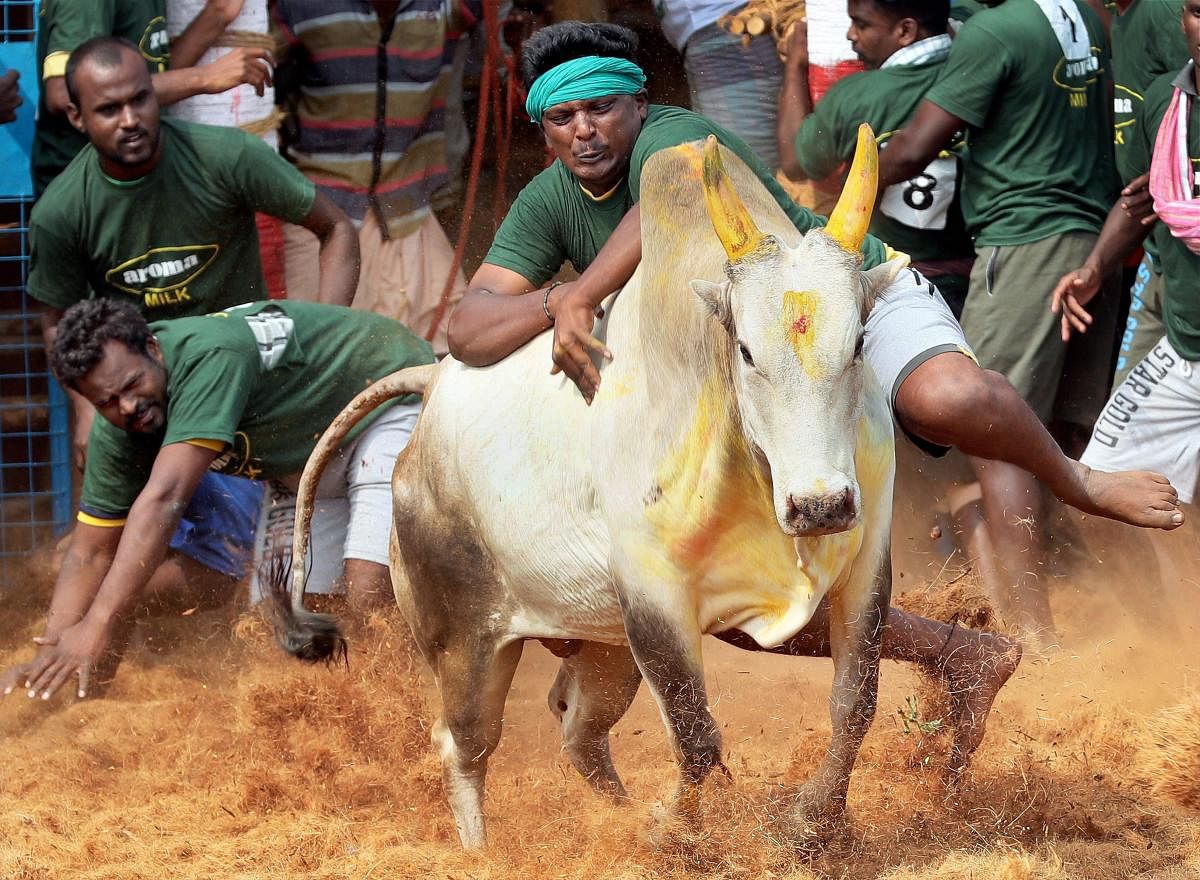 A villager attempts to control a bull during bull-taming event, Jallikattu in Coimbatore on Sunday. (PTI Photo)