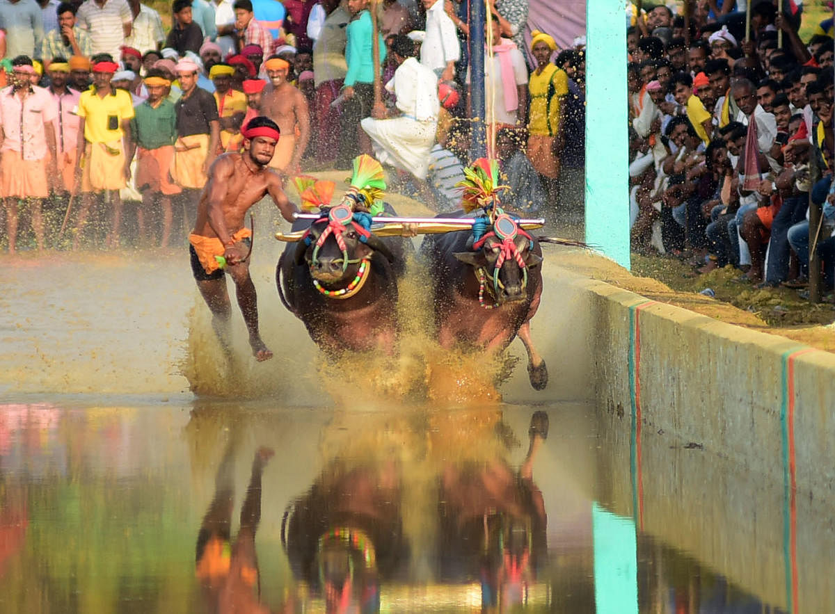 Buffaloes run for the medal at the 6th annual Jaya- Vijaya jodukare kambala at Jeppinamogaru in Mangaluru on Sunday. –Photo/ Govindraj Javali