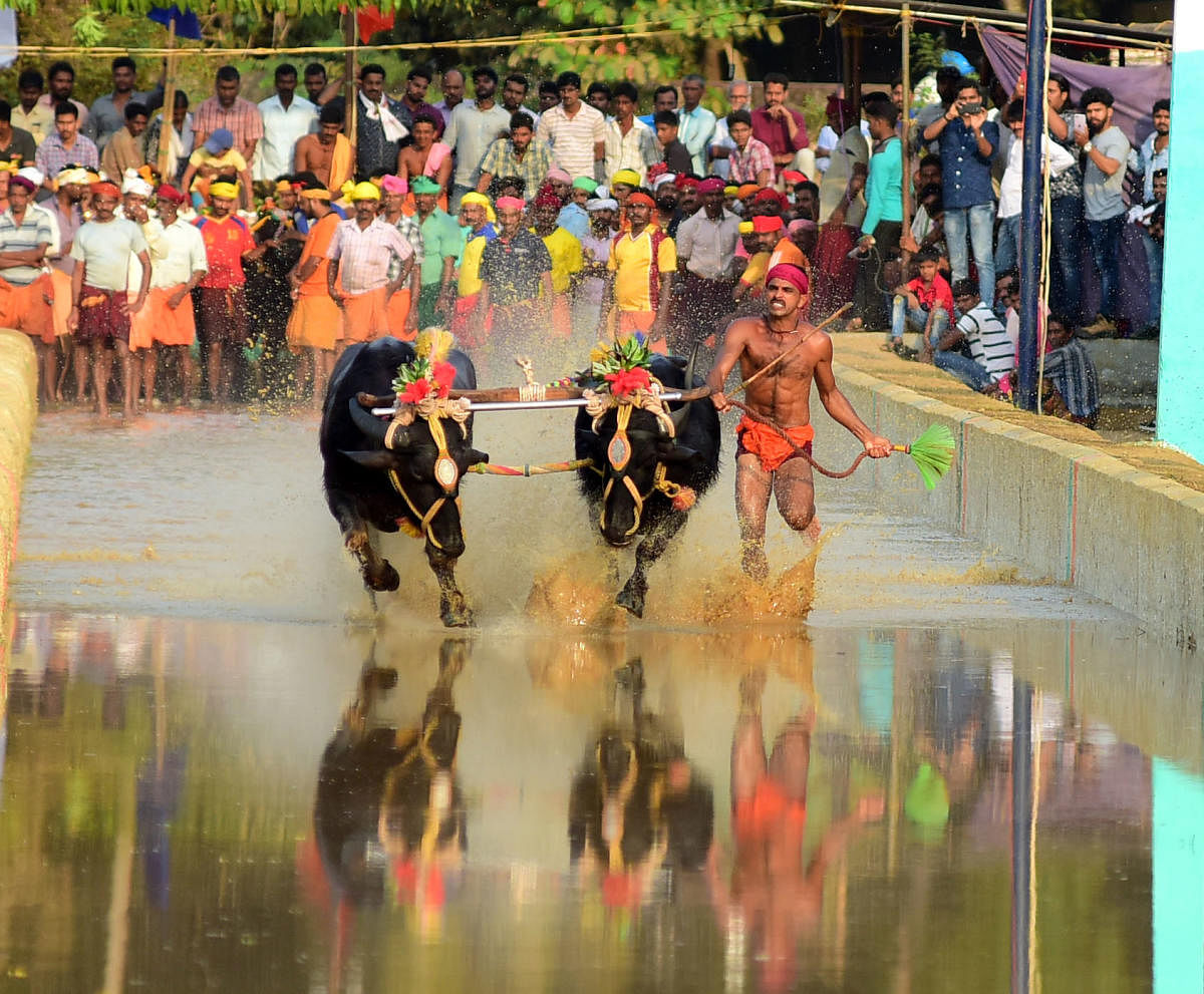 Buffaloes run for the medal at the 6th annual Jaya- Vijaya jodukare kambala at Jeppinamogaru in Mangaluru on Sunday. –Photo/ Govindraj Javali