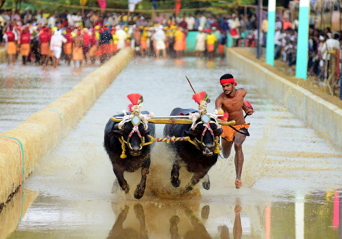Buffaloes run for the medal at the 6th annual Jaya- Vijaya jodukare kambala at Jeppinamogaru in Mangaluru on Sunday. –Photo/ Govindraj Javali