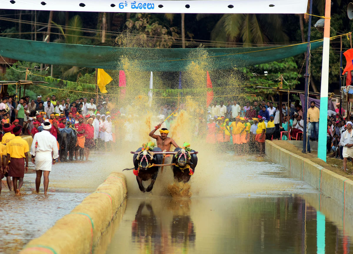 Spectacle: Views of Kambala; preparations for the race; (above) a training session of the Kambala jockeys at the Kambala Protection, Care and Training Academy in Meeyaru. dh Photos/ Govindraj Javali