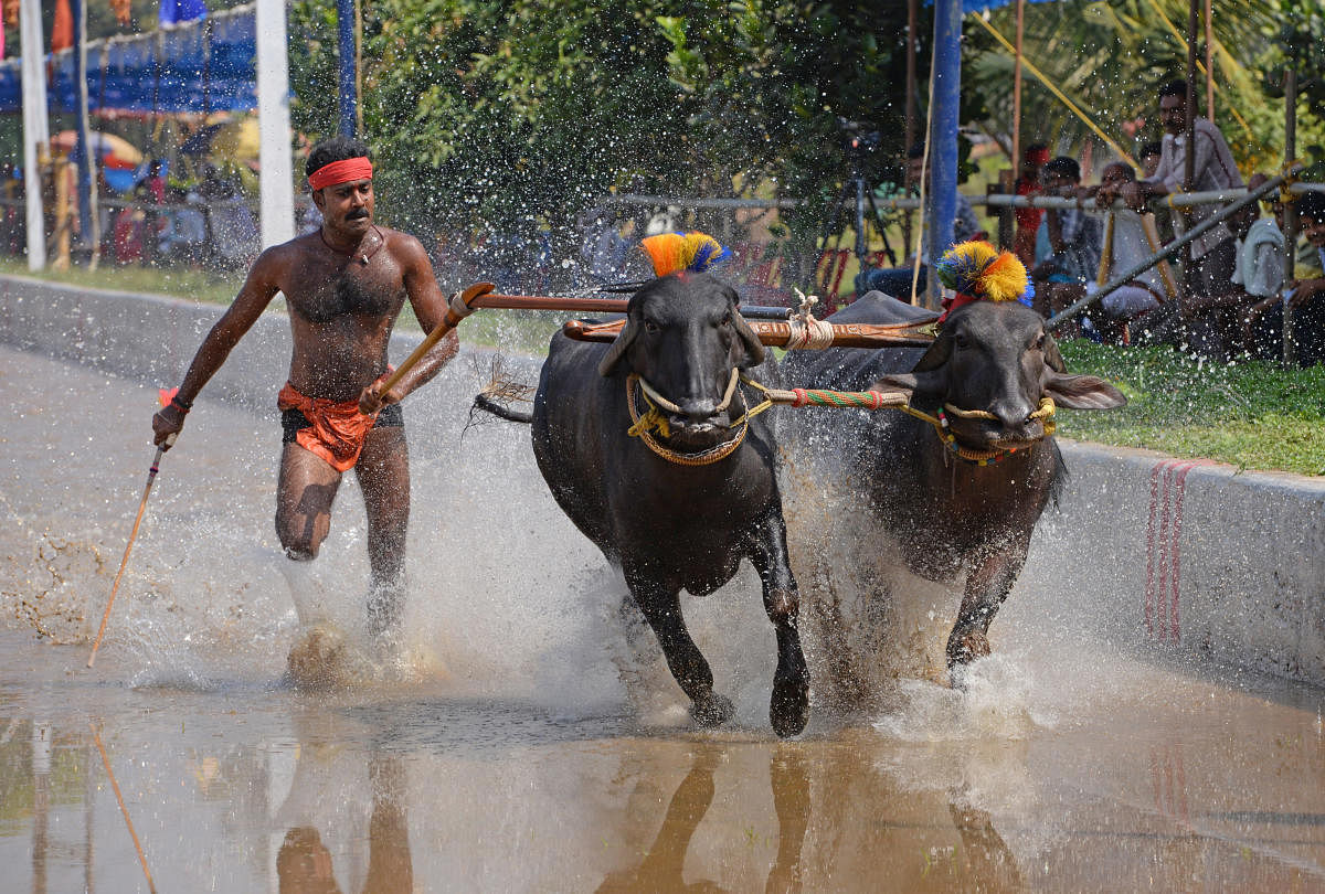 Buffaloes run for the medal at the Thiruvailu Sankupoonja- Devupoonja jodukare kambala at Vamanjoor in Mangaluru on Saturday. –Photo/ PV-DH
