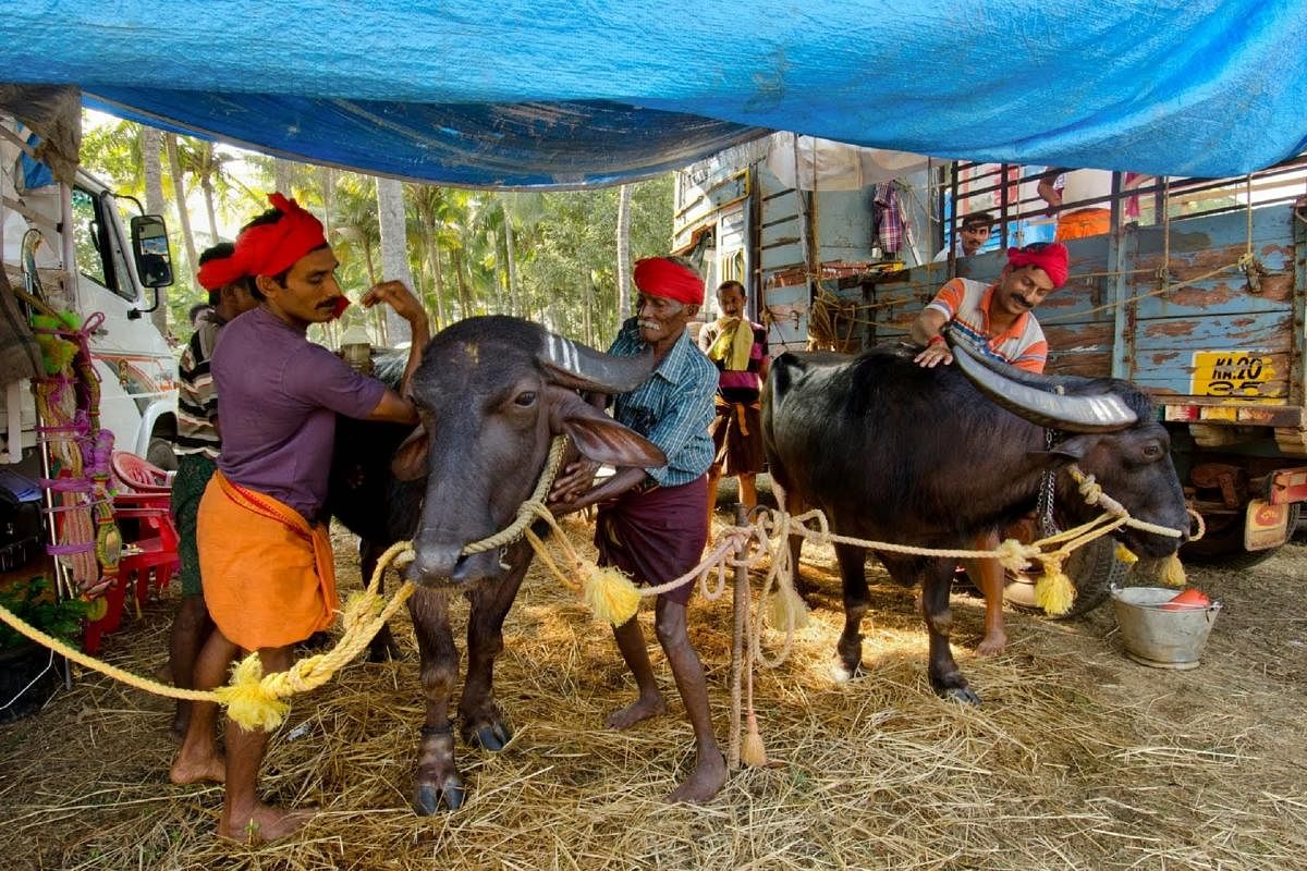 kambala